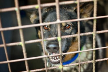 Köpek kulübesinde kızgın dişler Alman çoban köpeği