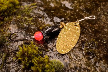 Balıkçı kaşığı, ıslak taşın üzerine yosun çeker.