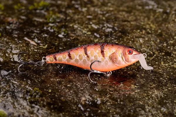 Fishing lure wobbler on a wet stone with moss