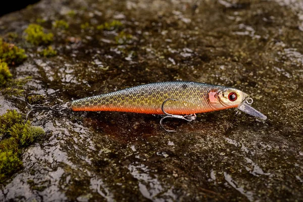 Fishing lure wobbler on a wet stone with moss