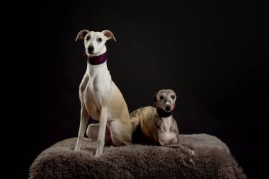 Whippets stüdyoda. Siyah arka planda iki kamçı köpeğinin köpek portresi..