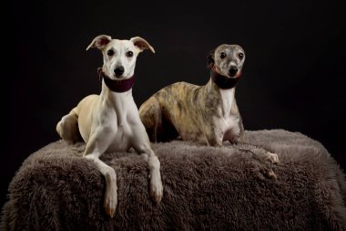 Whippets stüdyoda. Siyah arka planda iki kamçı köpeğinin köpek portresi..