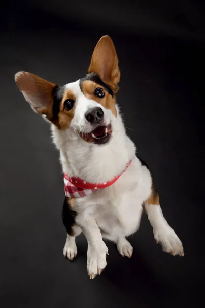 Stüdyoda siyah arka planda üç renkli corgi sosisi var.