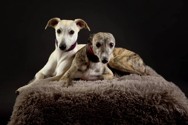 Whippets stüdyoda. Siyah arka planda iki kamçı köpeğinin köpek portresi..
