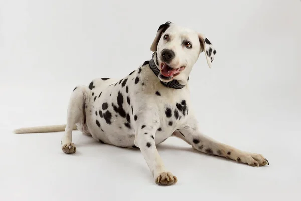 Mutlu Dalmaçyalı köpek stüdyoda beyaz arka planda tek başına yatıyor.