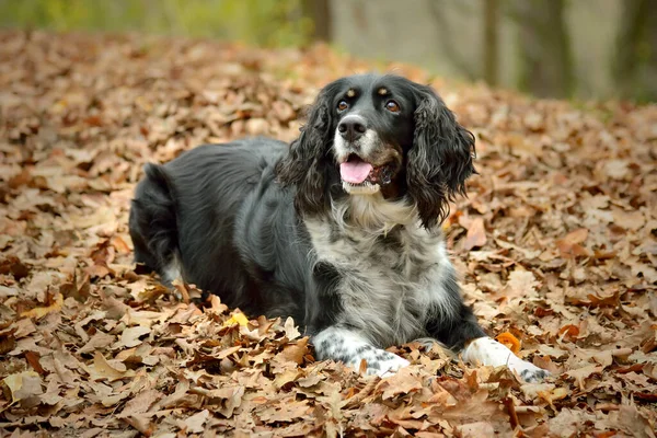 İngiliz Springer Spaniel Sonbahar Yaprakları 'nda yatıyor