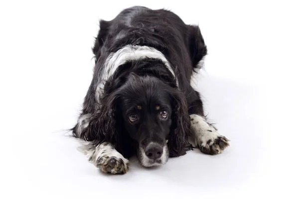 İngiliz springer spaniel köpeği beyaz bir arka planda izole halde stüdyoda yatıyor.