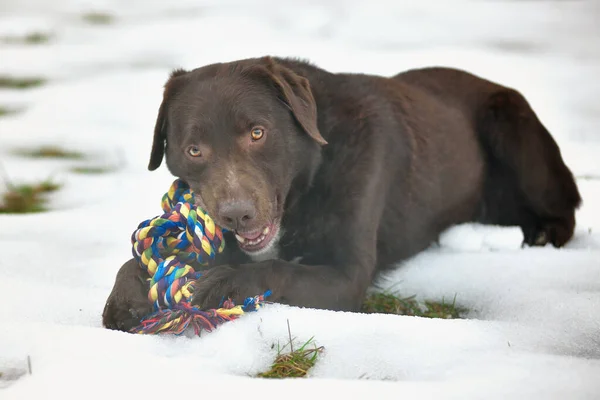 Tatlı komik çikolata labrador köpeğinin portresi. Dondurucu kış gününde açık havada oyuncaklarla mutlu bir şekilde oynuyor..