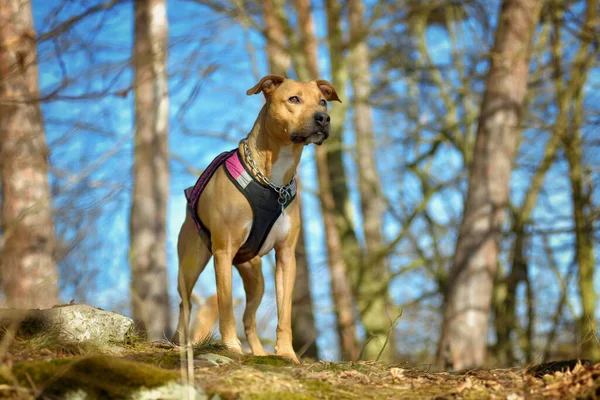 Amerikan Pitbull Terrier köpeği doğa ormanında duran açık hava portresi