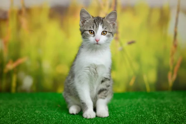 Yeşil arka planda oturan gümüş tekir kedi