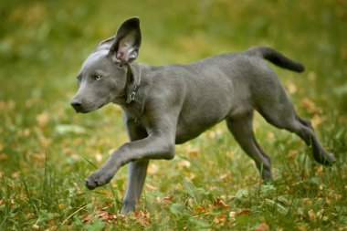 Weimaraner köpek yavrusu çimenlerdeki yeşil çayırda yürüyor ve koşuyor