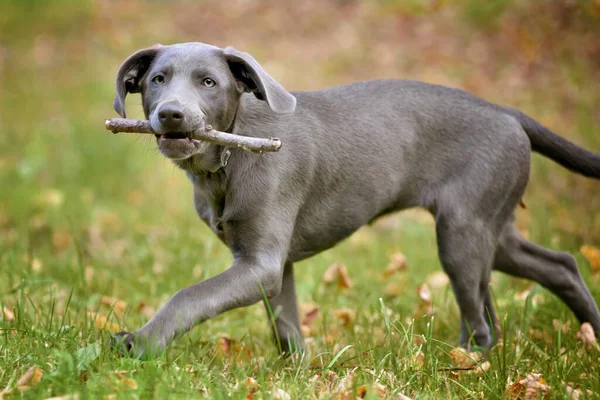 Weimaraner köpek yavrusu çimenlerdeki yeşil çayırda yürüyor ve koşuyor