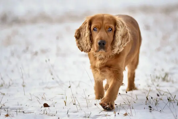 Kızıl saçlı cocker spanyel köpek karlı bir çayırda yürüyor