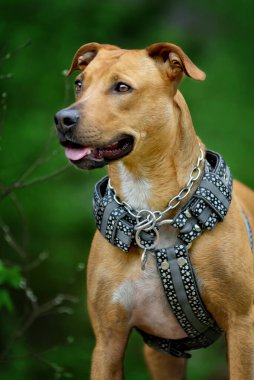 Genç pitbull teriyeri koşum takımı yok.