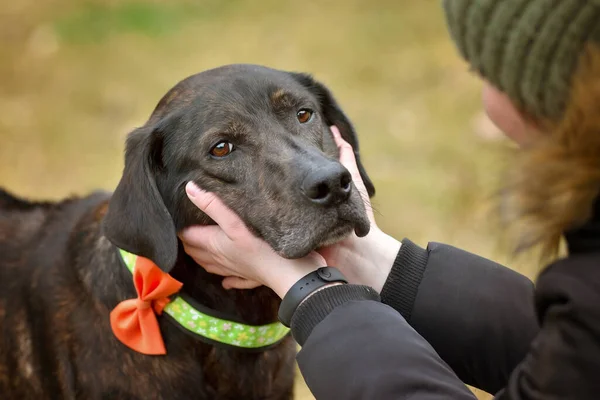 Koca siyah köpek, kafası bir kadının ellerinin arasında kalır..