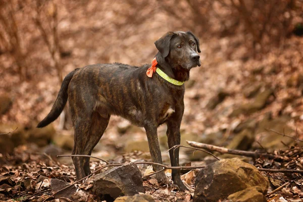Sonbaharda yapraklar içinde parkta duran koca bir köpek.
