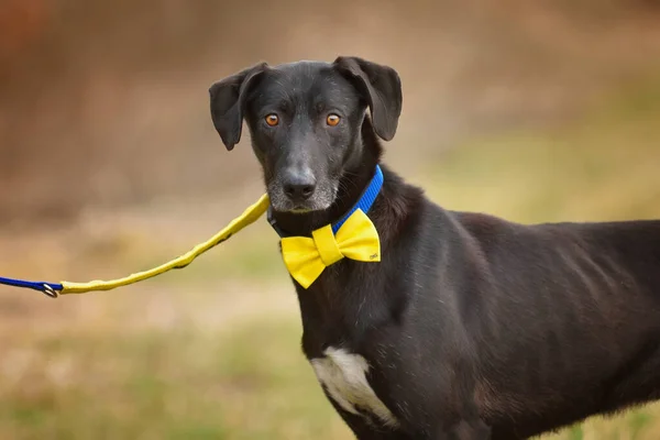 Portrait of a big black dog on a leash with a yellow ribbon, a bow tie on his neck