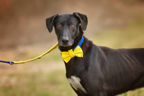 Boynunda bir papyon ve sarı kurdeleli iri siyah bir köpeğin portresi.