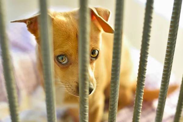 Sad chihuahua dog in a shelter in a pen behind bars