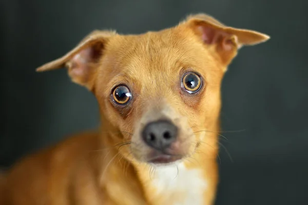Little dog chihuahua portrait on a gray background