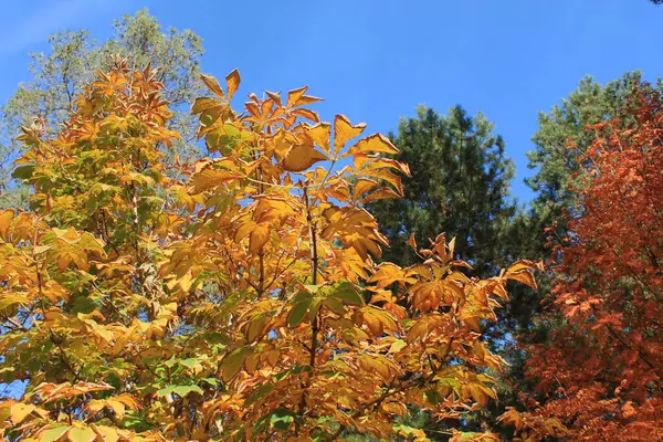 Πολύχρωμη Παλέτα Χρωμάτων Στα Δέντρα Φθινόπωρο — Φωτογραφία Αρχείου