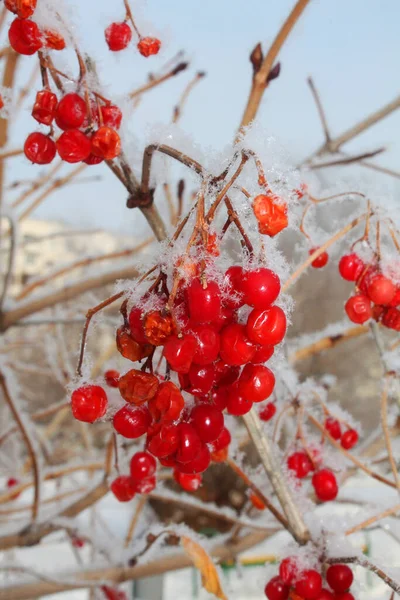 Κόκκινο Viburnum Κάτω Από Χιόνι Χειμώνα — Φωτογραφία Αρχείου