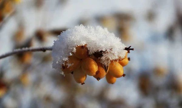 Hawthorn Φυτό Κάτω Από Χιόνι Zomo — Φωτογραφία Αρχείου