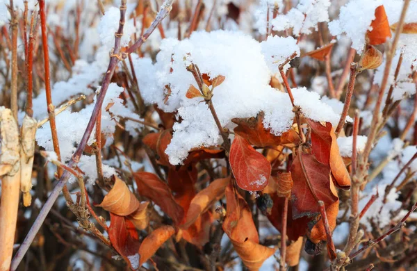 Φθινοπωρινά Φύλλα Καλυμμένα Χιόνι Χειμώνα — Φωτογραφία Αρχείου