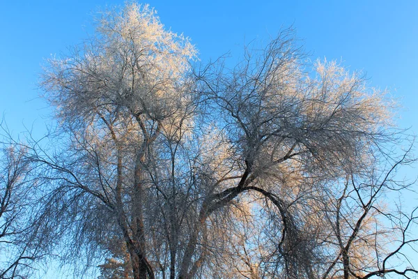 Winter Bomen Zijn Bedekt Met Rietvorst — Stockfoto