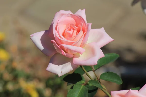 Rosa Hermosa Jardín — Foto de Stock