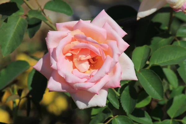 Rosa Rosa Floreció Jardín Verano — Foto de Stock