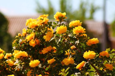 Bahçedeki ilkbaharda açan gül ağacı.