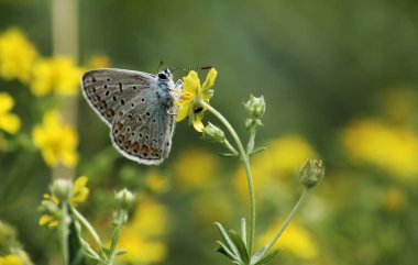 Kelebek çiçeğe oturdu, biraz dinlen.