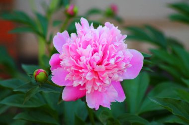 Bahçede yetişen güzel şakayık çiçekleri