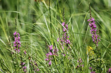 Uçsuz bucaksız bozkır çiçekleri