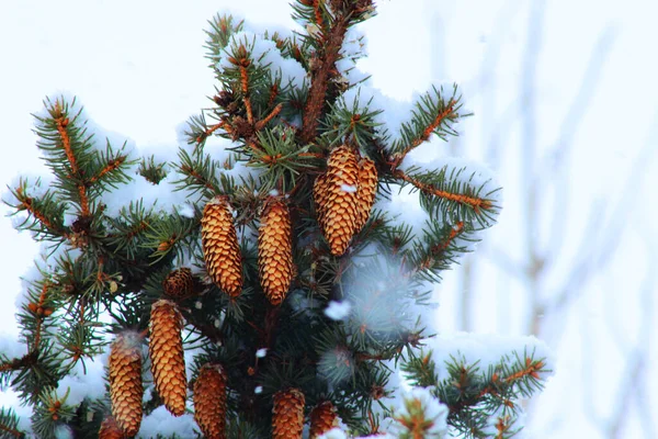 Des Cônes Ont Poussé Sur Une Branche Épinette — Photo