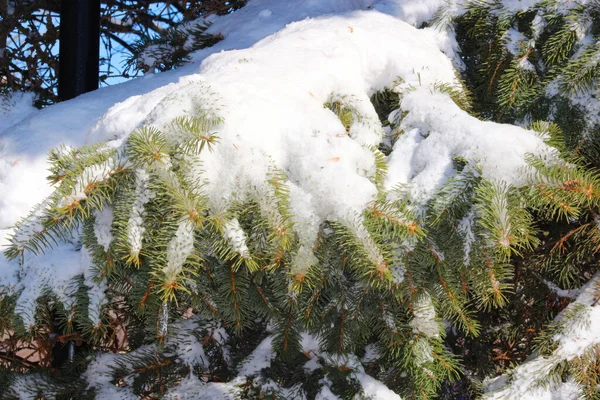 スプルースの枝に白い雪が降った — ストック写真