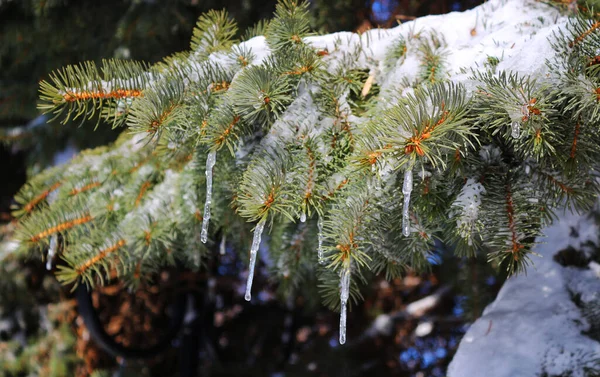 Spring begins, the sun warms up and the snow begins to melt, icicles on the spruce branches