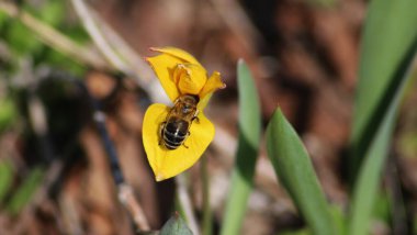Lale Bieberstein çiçeğinden nektar içmek için bir arı geldi.