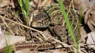 Korulukta küçük bir kertenkele gördüm, bana biraz poz verdi.