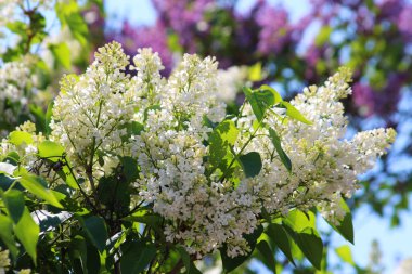 Bahar çiçekleri-beyaz leylak