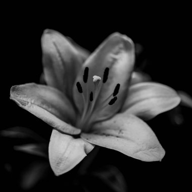 Siyah ve Beyaz Lilium