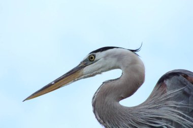 Destin Florida 'da bir ışık direğinde martı
