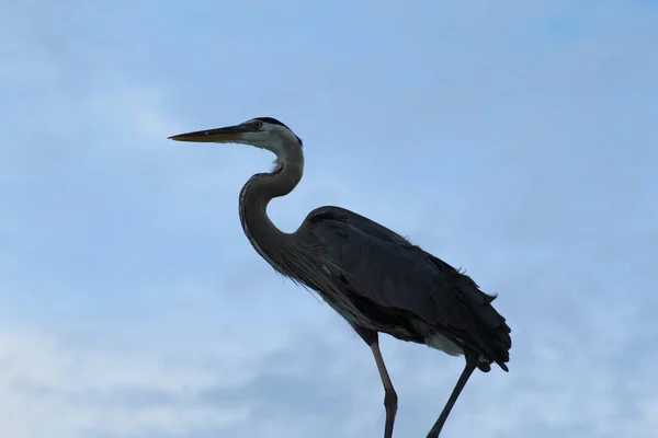 Destin Florida 'da bir ışık direğinde martı