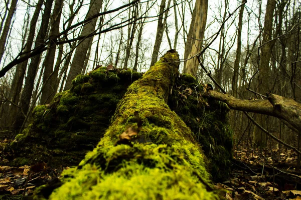 Moss Covering Dead Tree Lying Pile Rocks — Fotografia de Stock