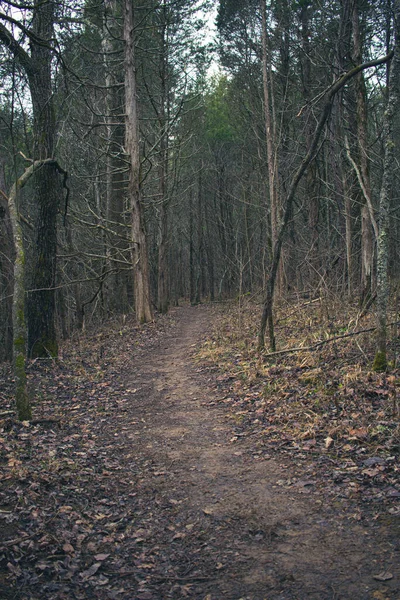 Pine Forest Trail Head Ohio — Φωτογραφία Αρχείου