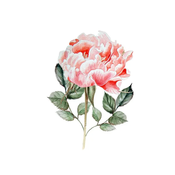 Acuarela rosa realista. Dibujo manual —  Fotos de Stock