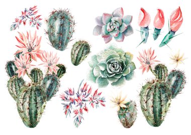 suluboya ile succulents ayarla .