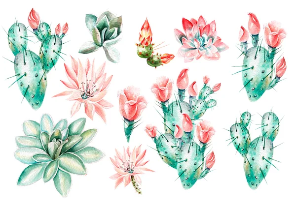 Ensemble aquarelle avec succulents  . — Photo