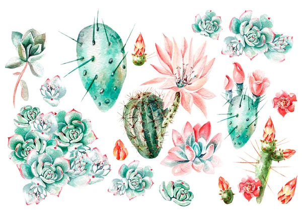 Watercolor set with succulents . — Stock Photo, Image